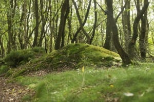 Alle ruimte voor natuurgraven