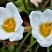 Groen licht Natuurbegraafplaats Prattenburg