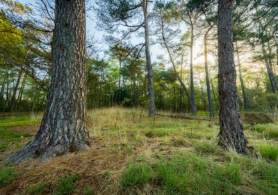 Vacature natuurbeheer