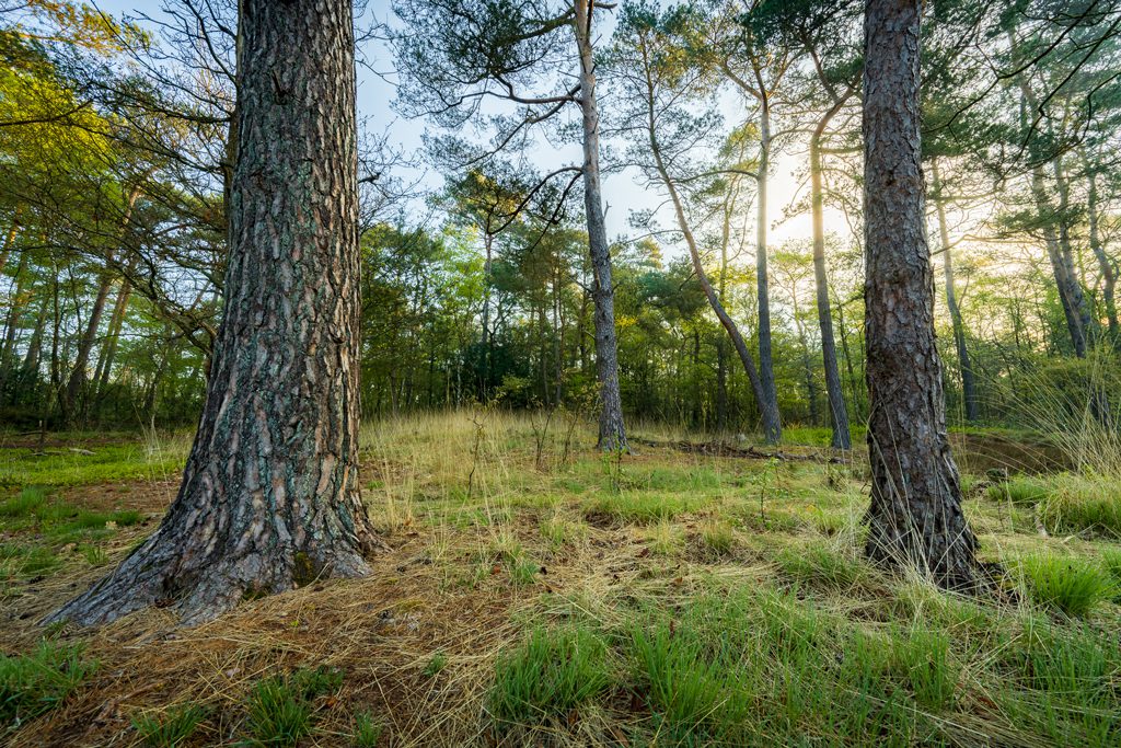 Vacature natuurbeheer