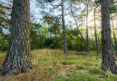 Natuurbegraafplaats Prattenburg