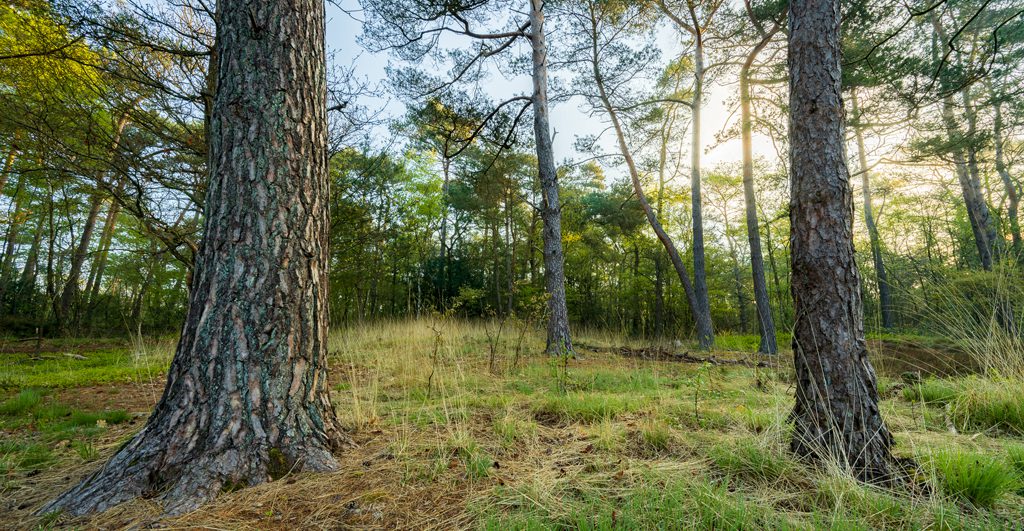 Natuurbegraafplaats Prattenburg