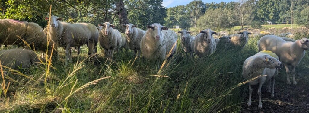 Schapen aan het grazen